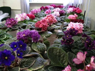 Какие цветы приносят удачу: ТОП-5 комнатных растений | ВЕСТИ