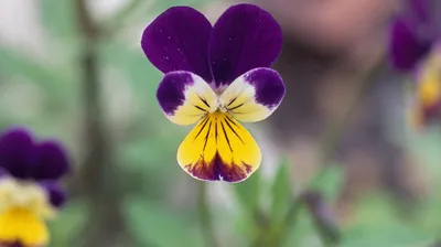 Цветок спатифиллум - уход , пересадка, сложности | Идеи посадки растений,  Выращивание орхидей, Кусты клубники