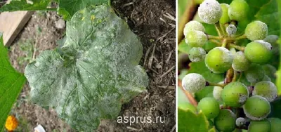 Болезни и вредители винограда — Форум — Ботаничка