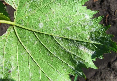 Обработки винограда от вредителей и болезней | Форум VINEYARD | Стр. 12