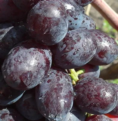 Болезни винограда | Фото и чем лечить в открытом грунте