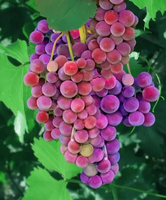 Вредители и болезни винограда: описание с фотографиями и способы обработки