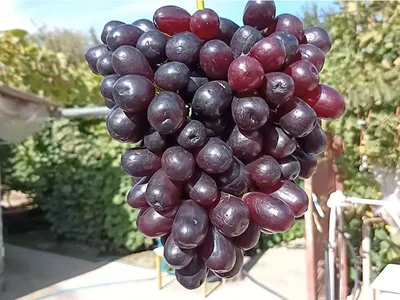Болезни черенков винограда, разновидности болезней винограда