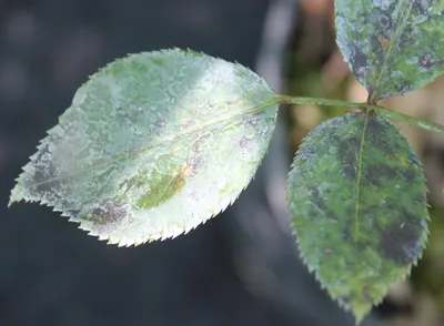 Филлоксера виноградная Dactylosphaera vitifoliae - DimetrisWIki