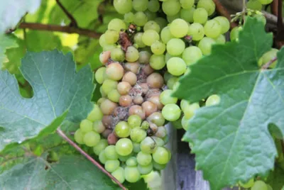 Как бороться с болезнями и вредителями винограда - описание и фото | Clean  Profi