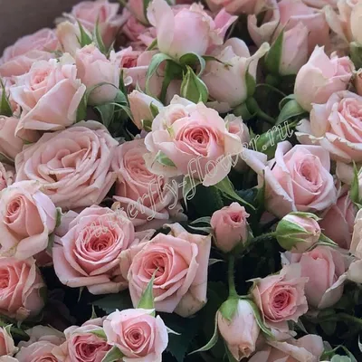 Купить Букет роз «Сердце любимой» с доставкой в Астрахани - «Даниэль»