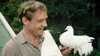 В прокат выходит отреставрированная версия фильма «Любовь и голуби» | КиноТВ