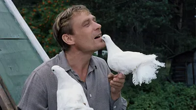 Удивительные факты о фильме «Любовь и голуби», который хотели запретить в  СССР