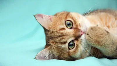 Кошки - Животные - фото, обои, картинки на рабочий стол