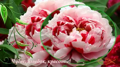 Ароматный букет из пионов и роз с ягодами (арт. 1102) купить за 6400 руб.