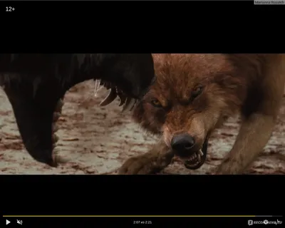 Картинки волков из фильма сумерки обои