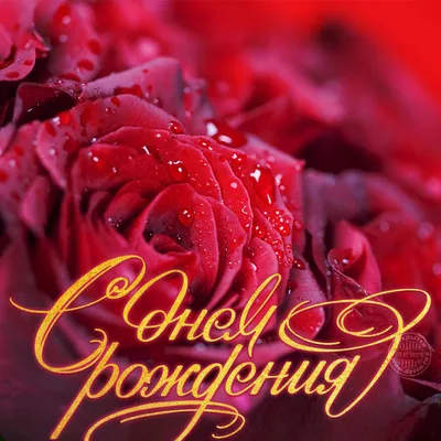 С-днем-рождения-картинки-розы-красивые-для-девушки-12 / VFL.Ru — надёжный и  быстрый фотохостинг с 2009 года