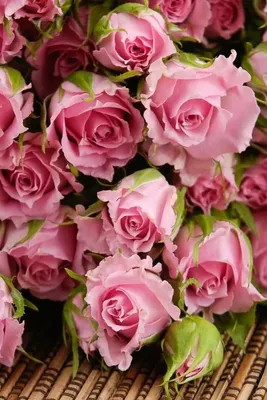 Розы для розы с днем рождения - фото и картинки abrakadabra.fun