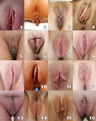 Разные виды женских писек (51 фото) - порно trahbabah.com