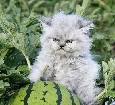 Опасный злой кот на аватарку,злой …» — создано в Шедевруме