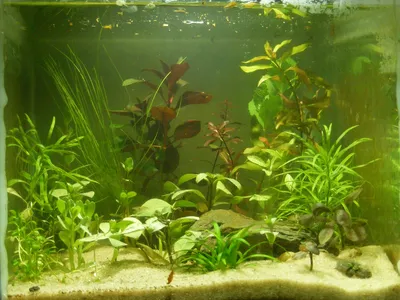 Yana.vi Искусственные аквариумные растения 40 см