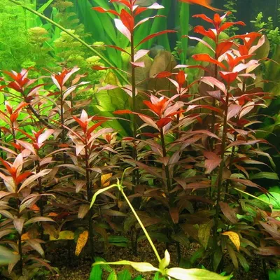 Аквариумные растения, прочные Искусственные пластиковые украшения для  аквариума, 10 шт. | AliExpress