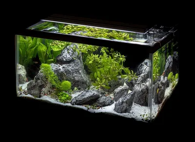 Аквариумные растения купить - Растения для аквариум в Киеве в  интернет-магазине Фаунамаркет