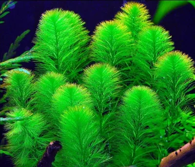 Аквариумные растения Яванский мох / Яванец (Vesicularia dubyana, Singapore  Moss, Java Moss) - «🌲 Мох, который растёт в любом аквариуме, украшает  дизайн и выглядит точно ёлочка под водой, только медленно растёт и