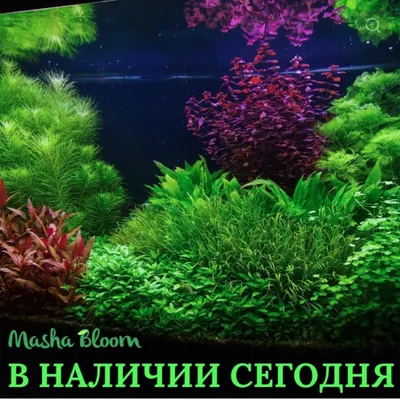 Добавим красок! Красные аквариумные растения