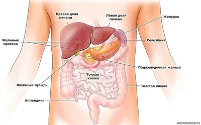 Анатомия брюшной полости человека в картинках обои