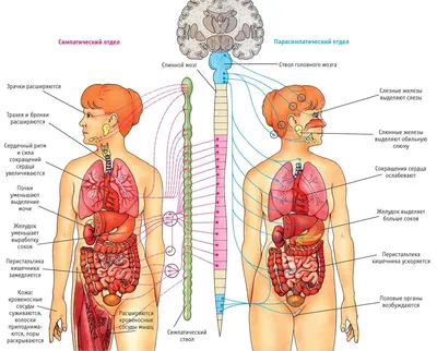 Анатомия человека в картинках на русском обои
