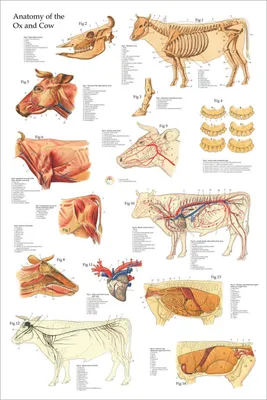 Анатомия коровы. | Large animal vet, Animal medicine, Skeletal muscle  anatomy
