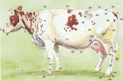 Корова, бык/Cow, bull - Анатомия - Анатомия животных - ARTTalk -  Компьютерная графика | Арт Галереи | Форум
