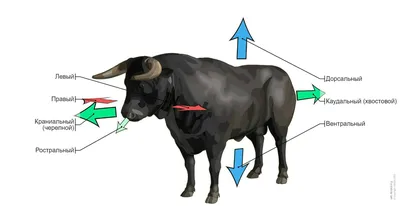 Общая анатомия быка и коровы ‒ Иллюстрированный атлас : нормальная анатомия  | vet-Anatomy