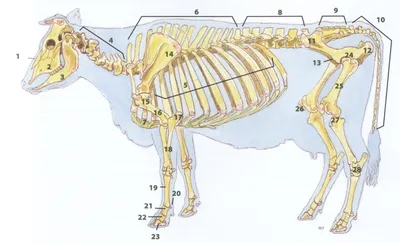 Анатомия коровы 3D Модель $149 - .fbx .ztl .max .unknown .obj - Free3D