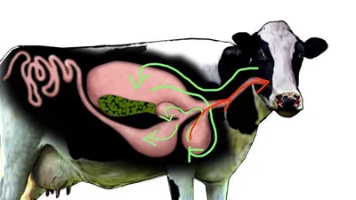 15. Анатомия и скелет коровы