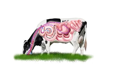 Половой цикл коровы, овуляция, кисты яичников у коров