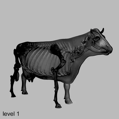 Органы основной коровы внутренние и отрезки говядины составляют схему  вектору Иллюстрация вектора - иллюстрации насчитывающей корова, еда:  65866495