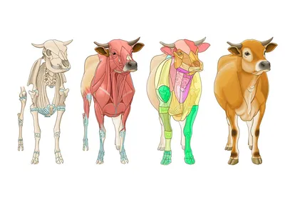 Общая анатомия быка и коровы ‒ Иллюстрированный атлас : нормальная анатомия  | vet-Anatomy