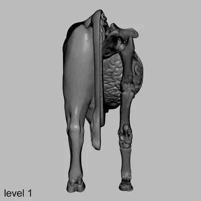 Строение скелета крупного рогатого скота