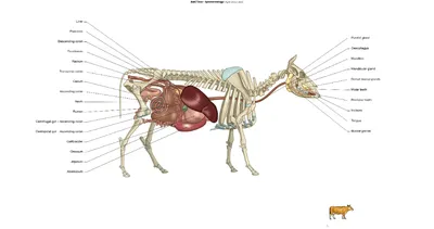 Общая анатомия быка и коровы ‒ Иллюстрированный атлас | Коровы, Бык,  Анатомия