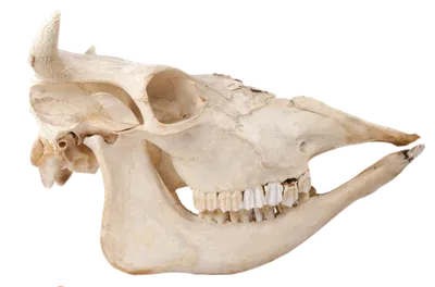 скелет коровы Pixel Art 8 бит костей животных фермы. анатомия быка.  векторная иллюстрация Иллюстрация вектора - иллюстрации насчитывающей  график, конструкция: 210342782