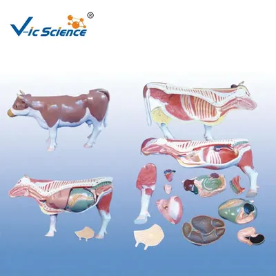 внутренняя анатомия коровы с органами Иллюстрация вектора - иллюстрации  насчитывающей ноги, сердце: 229653360