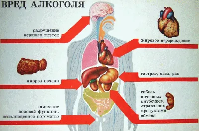 Синдром раздраженного кишечника: клиническая картина и лечение | МДЦ  «Олимп» в Москве