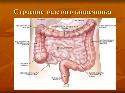 Анатомия человека фото - origins.org.ua