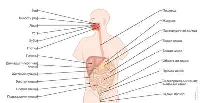 Желудочно-кишечный тракт человека — Википедия