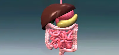 Функциональная анатомия и физиология желудочно-кишечного тракта (ЖКТ)