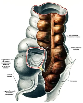 Анатомия и физиология желудочно-кишечного тракта человека - кратко - YouTube