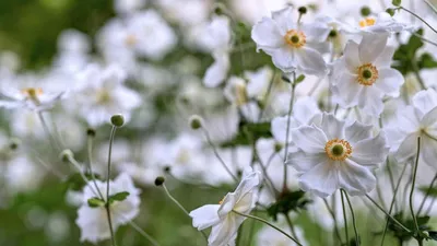 Анемоны — цветы, виды, фото | Любимые цветы