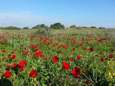 В Израиле расцвели анемоны: где самые красивые места