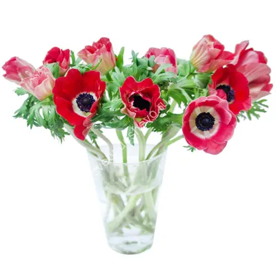 Букет цветов «Красные анемоны» заказать с доставкой в Краснодаре по цене 7  280 руб.