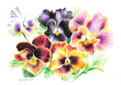 Анютины глазки цветы рисунок акварелью Pansies flowers watercolor drawing