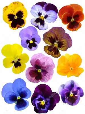 Purple Watercolor Flower png download - 984*1024 - Free Transparent Pansy  png Download. - CleanPNG / KissPNG