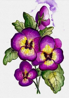 Анютины глазки PNG , весна, растение, Три цвета PNG рисунок для бесплатной  загрузки