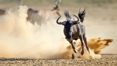 Wildebeest Sounds - bleats,cry - звуки Антилопа гну - YouTube